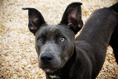 Hatch Dobermanamerican Staffordshire Terrier Mix Flickr Photo