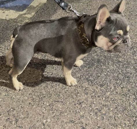 lilac french bulldog frenchie faq