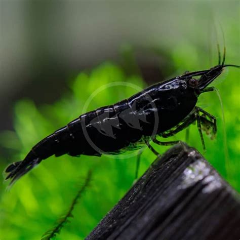 Shrimp Fw Dark Knight Neocaridina Davidi Var Black Aquatics