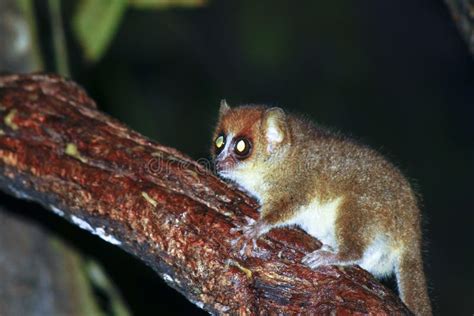 Brown Mouse Lemur Microcebus Rufus In A Rain Forest Stock Photo