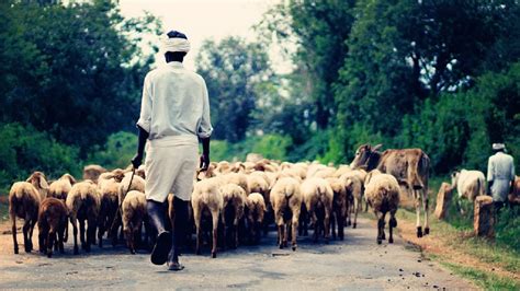 Four Pictures of a Shepherd | Bits of Bread