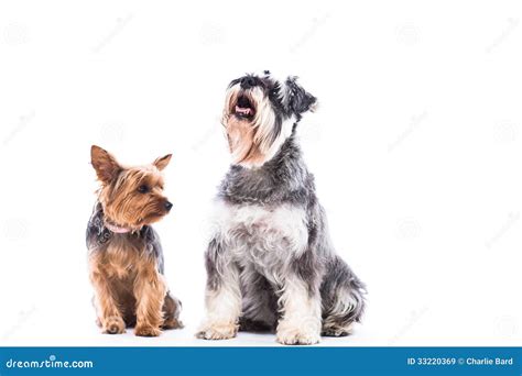 Happy Yorkie And Schnauzer Sitting Waiting Stock Image Image Of Dogs