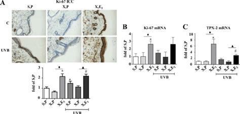 Proliferative Responses To E 2 And UVB In Vivo The Proliferative