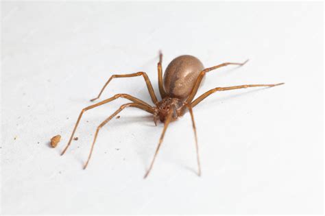 Female Brown Recluse Spider