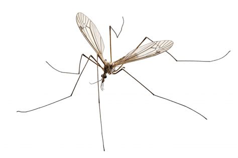 Crane Fly (Mosquito Hawk, Mosquito Eater) Identification Guide