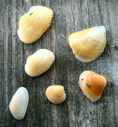 Ocean Treasures: Day 29 of Creativity Challenge