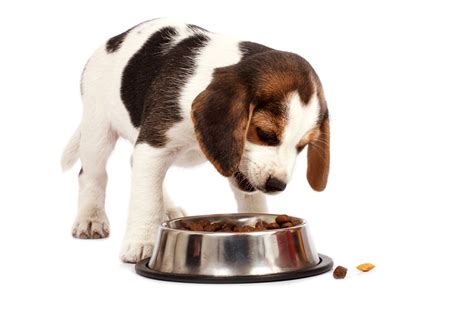 Dog Bloat General Dog Health Care Dogs Guide Omlet Us