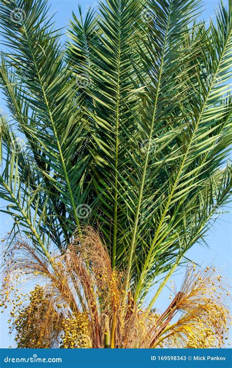 A Fragment Of A Date Palm Tree With Leaves And Fruits Lit By The Sun