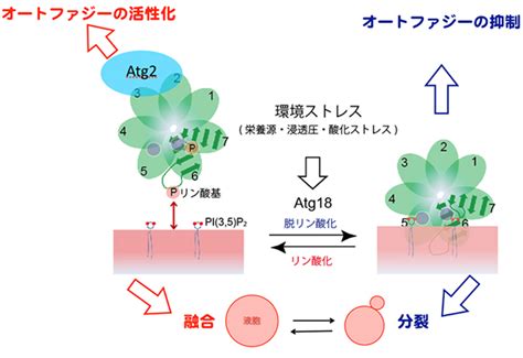 京大と阪大、神経疾患関連タンパク質のリン酸化による生体膜相互作用とオートファジーの制御メカニズムを解明 Optronics Online