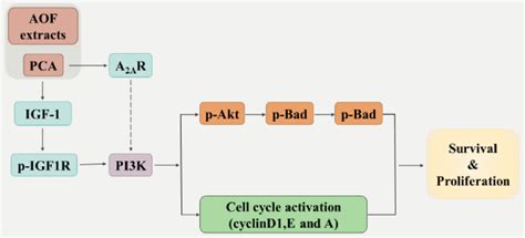 Aof And Pca Promote The Survival And Proliferation Of Rsc96 Schwann