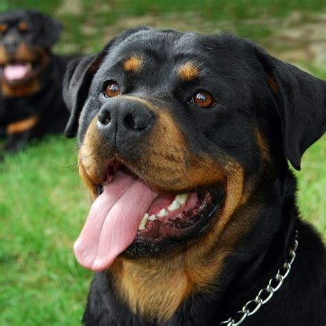 Rottweiler Dog Facts And Information The Dog People By