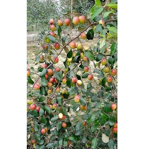 Well Watered Kashmiri Apple Ber Plant For Garden At Rs Piece In