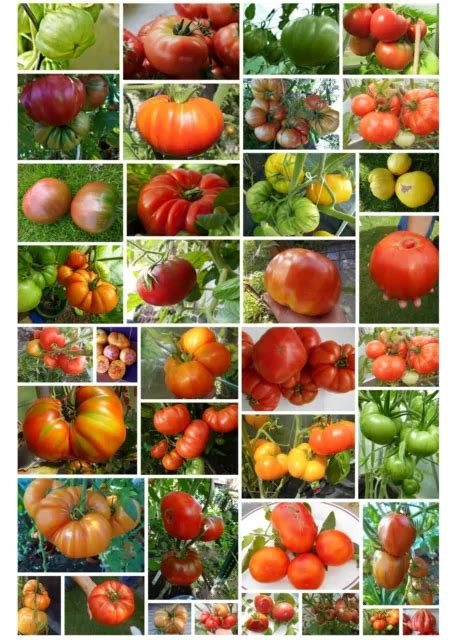 32 ALTE SORTEN Leckerer Fleischtomaten Internationale Alte Sorten Zum