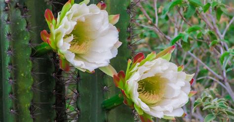 Cactus Cereus Mitos Y Leyendas Que Rodean A Esta Planta Asombrosa