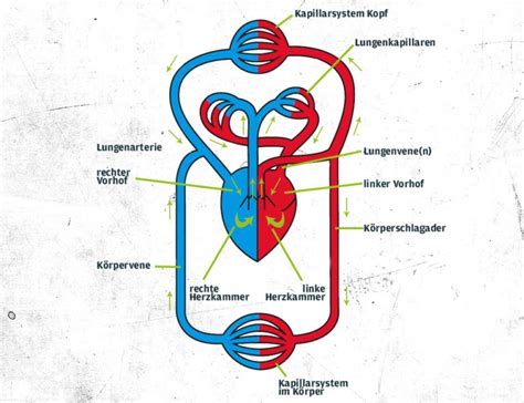 Das Herz Kreislauf System Aufbau Funktion Zec