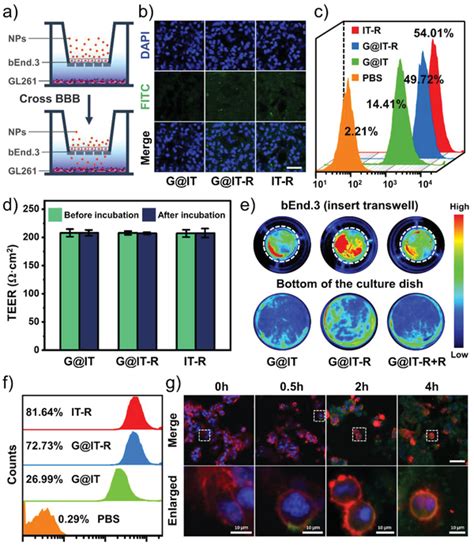 A The Schematic Illustration Of In Vitro BBB Model B CLSM And C