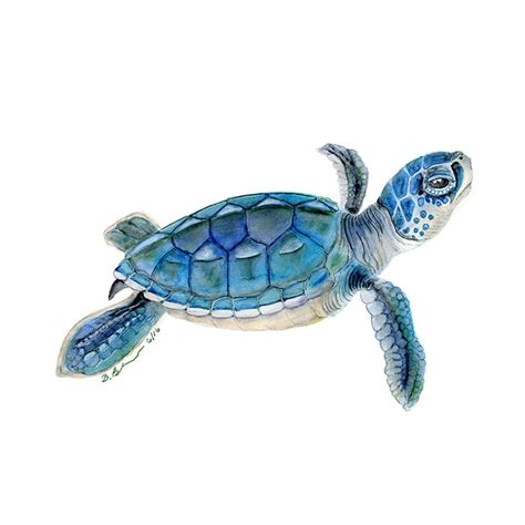 Sea Turtle Watercolor Baby Sea Turtle Art Print Etsy