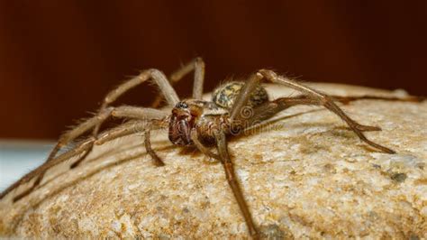 Big House Spider Tegenaria Domestica Stock Image - Image of animal ...