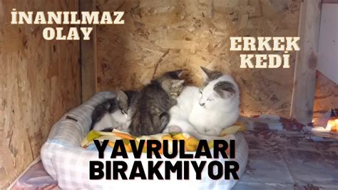 annesiz yavru kedilere erkek kedi annelik yapıyor YouTube