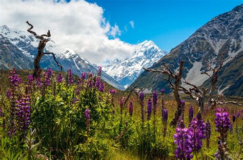 Aoraki/Mount Cook National Park (Official GANP Park Page)