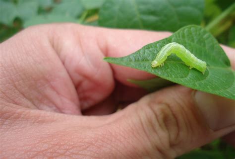 Lagarta Falsa Medideira Biocontrole Danos E Ciclo De Vida