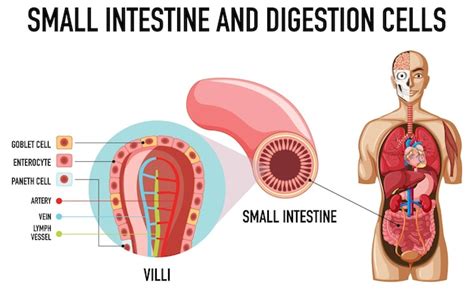 Diagrama mostrando o intestino delgado e as células de digestão | Vetor ...