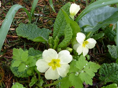 Pretty yellow spring primroses with water droplets Creative Commons