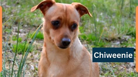 Chiweenie - Classification, Appearance, Habitat, and Facts