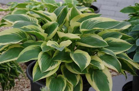 Hosta 'Don Stevens' - Hartlelie | Appeltern Adventure Gardens