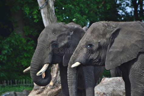 African Elephants in the Zoo. Stock Photo - Image of species, nature ...