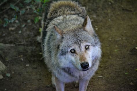 Loup gris d'Europe - Parc Zoo du Reynou