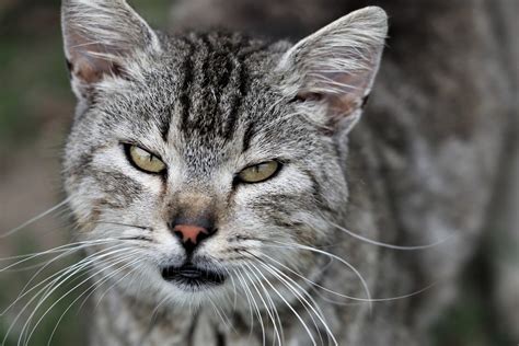 Leishmaniosi Del Gatto Cause Sintomi Cure E Consigli