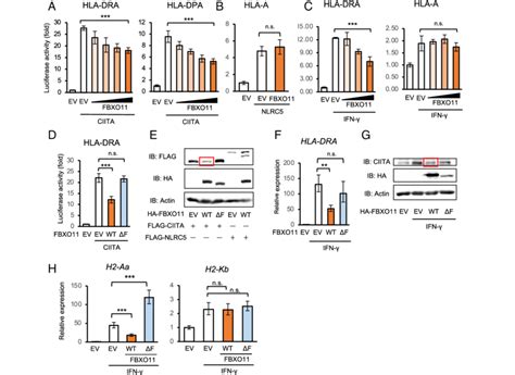 Fbxo11 Suppresses The Ciita Dependent Mhc Ii Promoter Activity In A