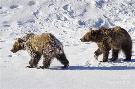 Grizzly Bear Cubs on Ice Photograph by Mike Cavaroc | Fine Art America