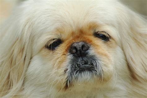 Pekingese Face Free Photo Download Freeimages