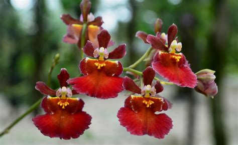 4 Da Love Of Orchids Colourful Dancing Ladies Oncidium