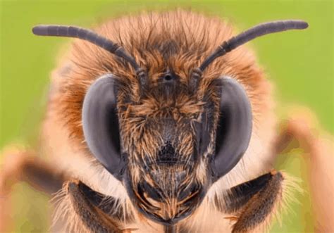 The Bees Antennae Ejbees East Jefferson Bee Club