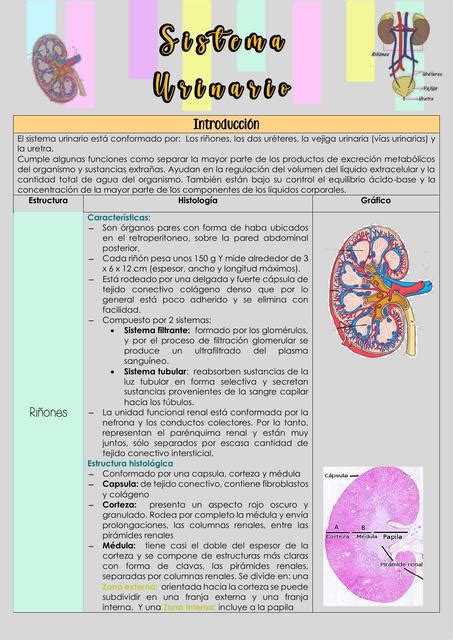 Eyf Sistema Urinario Udocz