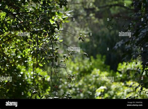 Bosque ecosystem hi-res stock photography and images - Alamy