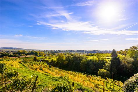 Z Binger Gr Ner Veltliner Kamptal Dac Weingut Barbara Hlzelt