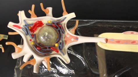 Nervous System Anatomy Neuron Nerve Cell Somso Model Youtube