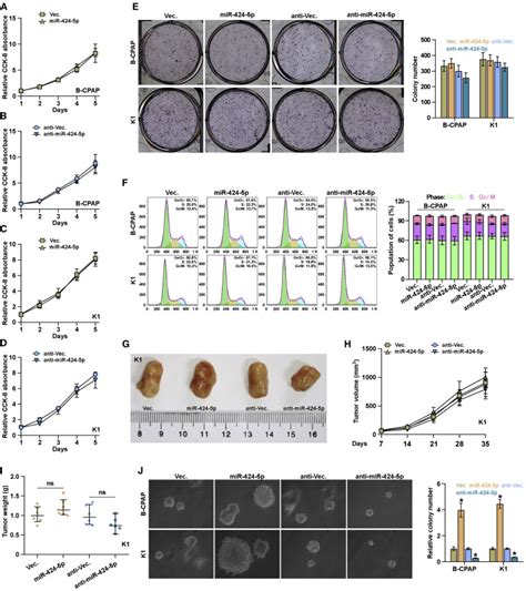 Mir P Promotes Anoikis Resistance And Lung Metastasis By