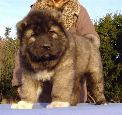 Esquire Caucasians US Breed Founders (Kavkazskaya Ovcharka) 440-286 ...