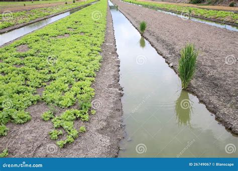 Ditch Farm Stock Image Image Of Harvest Cultivation 26749067