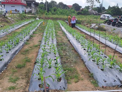 Manfaatkan Lahan Kosong Dinpanpertan Bangka Tanam Cabai Dan Jagung Di