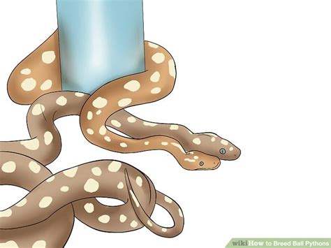 How To Breed Ball Pythons With Pictures Wikihow Pet