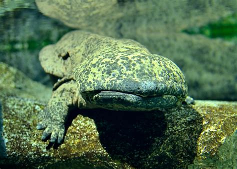 Chinese Giant Salamander | Andrias davidianus | Wáyáyú