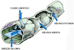 Vasos Linfaticos Anatomia