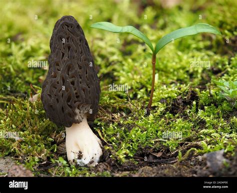 Black Morel With Maple Seedling Stock Photo Alamy