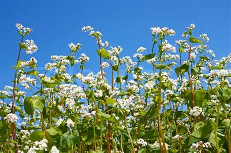 Flowering buckwheat plants | Stock image | Colourbox